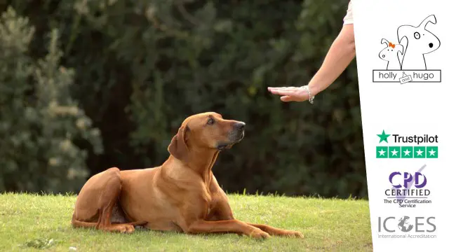 Dog Training - Dog Socialization and Obedience
