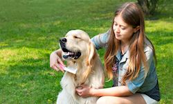 Diploma in Dog Care & Grooming