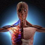 Anatomy and Physiology Diploma Course2