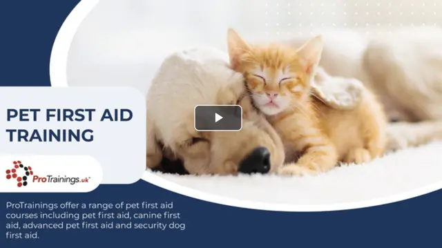 Advanced Pet First Aid - CPD Certified & Skills for Care Endorsed