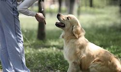 Advanced Diploma in Dog Training