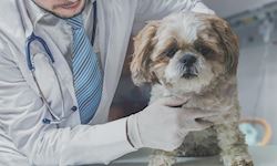 Pet Care Training Diploma: VET Assistant - CPD & CiQ Accredited