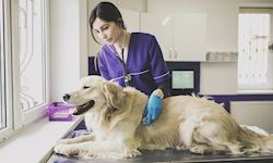 Certified Diploma in Dog Care & Grooming
