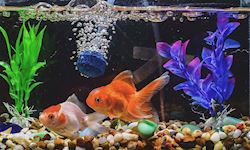 Extended Diploma in Aquarium and Fish Care