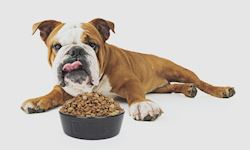 Pet Food Making Accredited Course