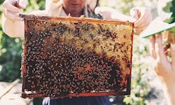 Accredited Diploma in Bee Farming