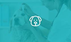 Pet Dog Care Diploma