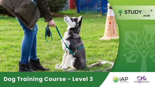 Dog Training Course - Level 3