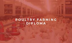 Level 3 Diploma in Poultry Farming