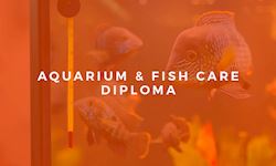 Professional Diploma in Aquarium and Fish Care