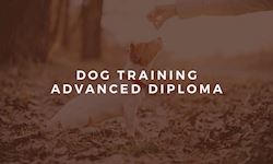 Professional Diploma in Dog Training