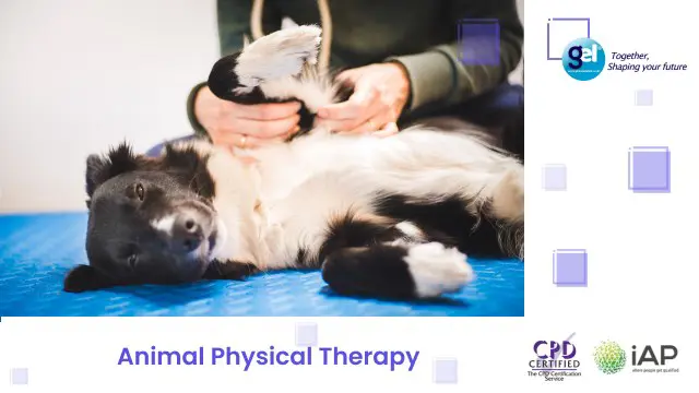 Animal Physical Therapy 
