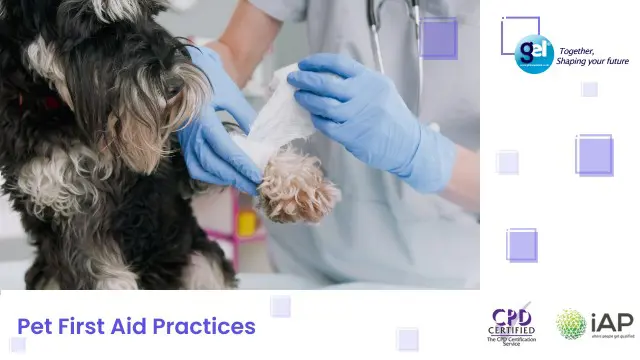 Pet First Aid Practices