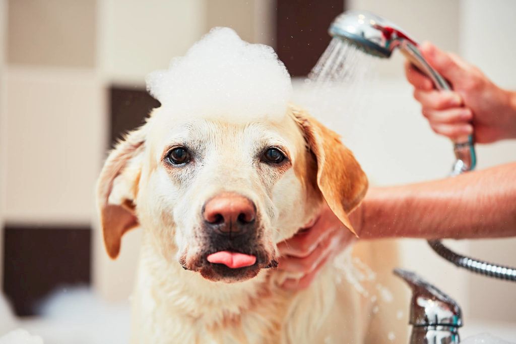online dog grooming course