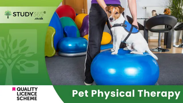Pet Physical Therapy 