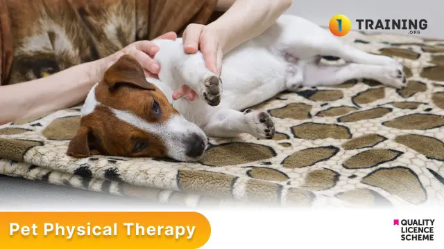 Pet Physical Therapy 