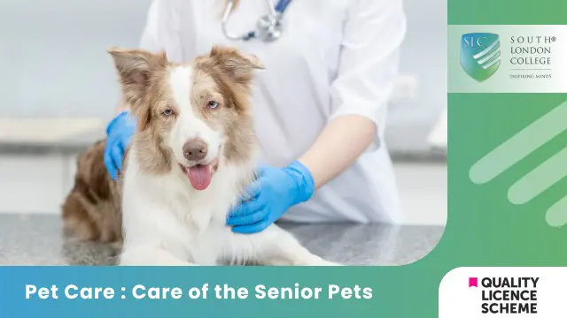 Pet Care : Care of the Senior Pets