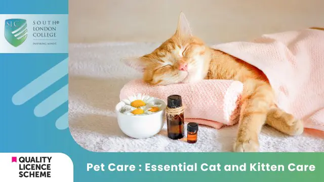 Pet Care : Essential Cat and Kitten Care