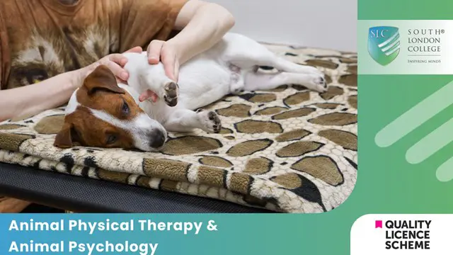 Animal Physical Therapy & Animal Psychology