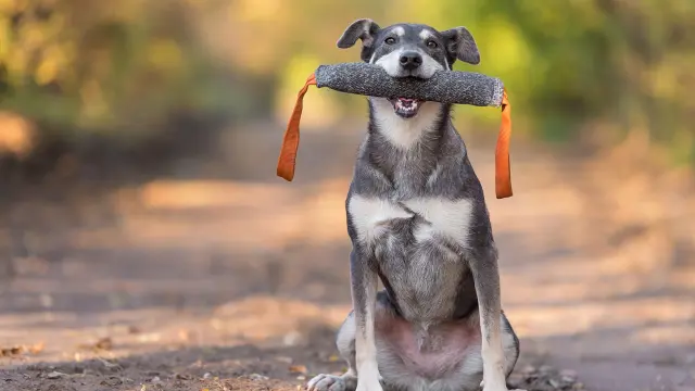 Dog Training Diploma