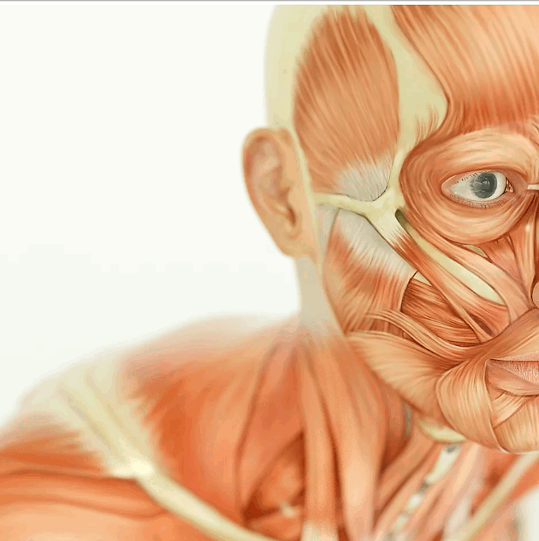 Online Full Anatomy and Physiology Course | reed.co.uk