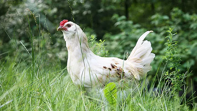 Poultry - Endorsed Certificate Course (TQUK - Training Qualifications UK)