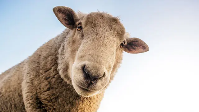 Sheep - Endorsed Certificate Course (TQUK - Training Qualifications UK)