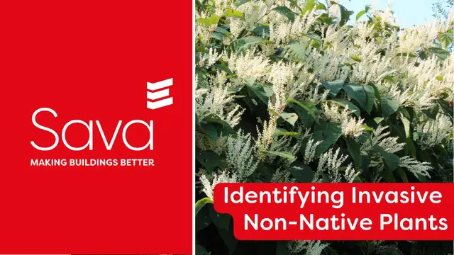 Identifying Invasive Non-Native Plants (including Japanese Knotweed and Giant Hogweed)