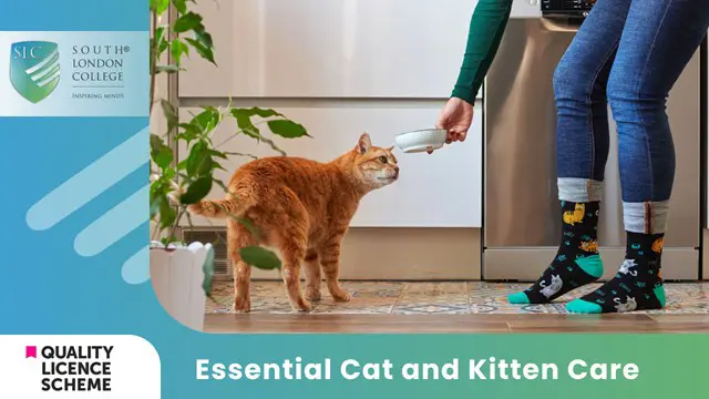 Essential Cat and Kitten Care 
