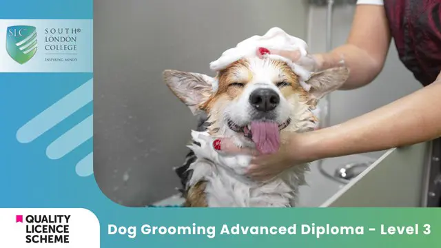 Dog Grooming Advanced Diploma - Level 3