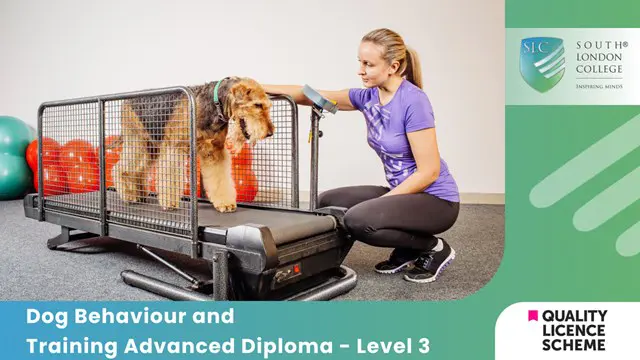 Dog Behaviour and Training Advanced Diploma - Level 3