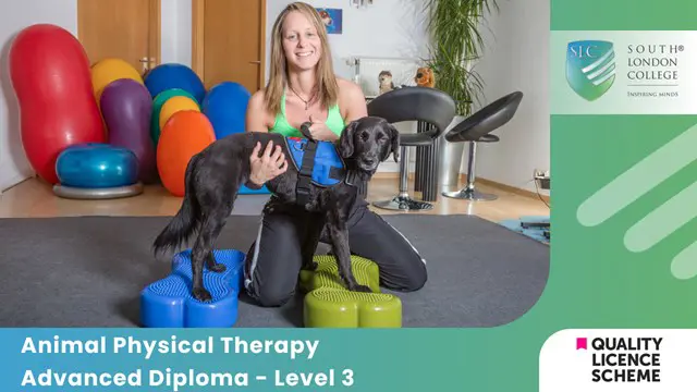  Animal Physical Therapy Advanced Diploma - Level 3