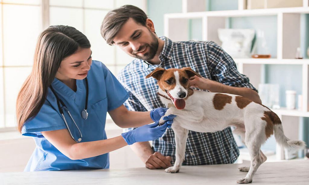 Online Animal Care and Psychology + Pet CPR Course | reed.co.uk