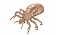 head lice cpd 