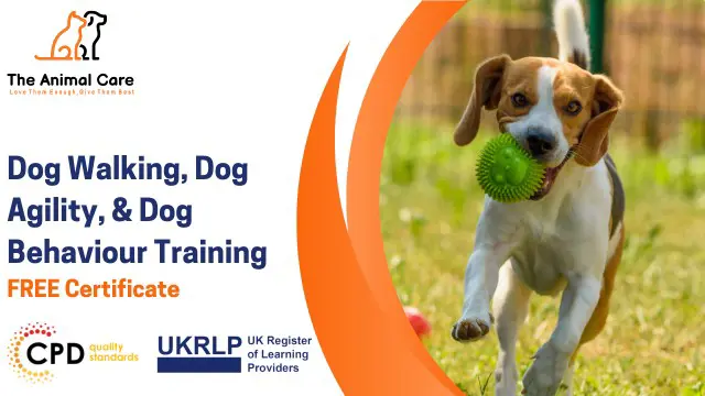 Dog Walking, Dog Agility, & Dog Behaviour Training - All Essential Course