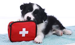 Pet First Aid - Level 3