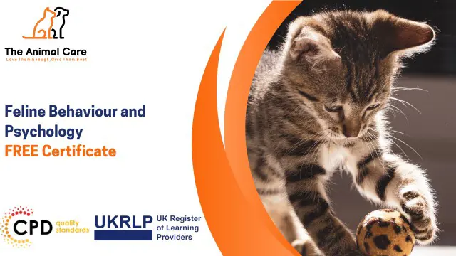 Feline Behaviour and Psychology - Level 3 CPD Accredited