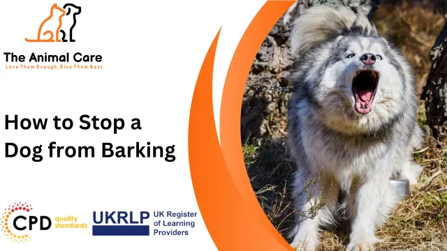 How to Stop a Dog from Barking