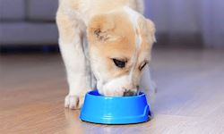 Raw Diet for Dog