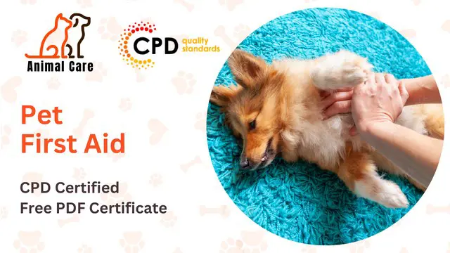 Pet First Aid Level 3 with Pet Business