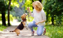 Dog Training Bundle