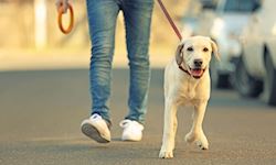 Dog Walking Qualifications Full Bundle