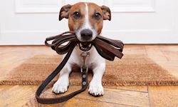 Professional Dog Walking Business and Leash Training Bundle Course