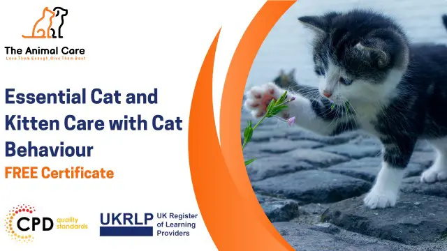 Essential Cat and Kitten Care with Cat Behaviour Rectification