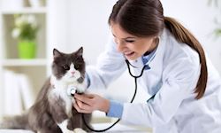 Cat Behaviour Rectification & Cat Health Care