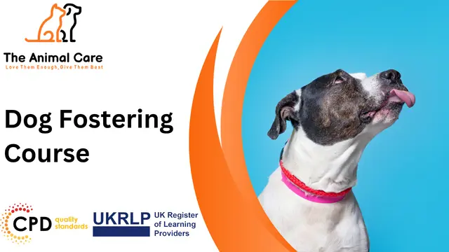 Dog Fostering Course