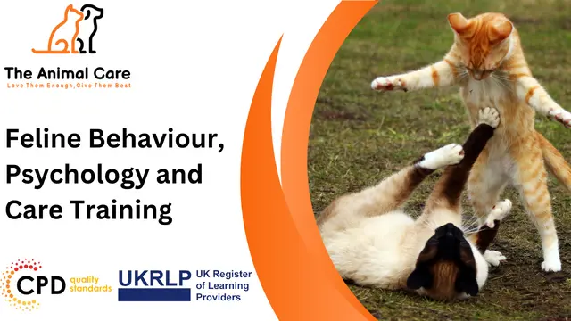 Feline Behaviour, Psychology and Care Training