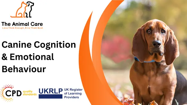 Canine Cognition & Emotional Behaviour