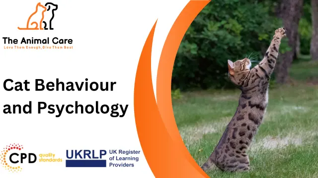 Cat Behaviour and Psychology