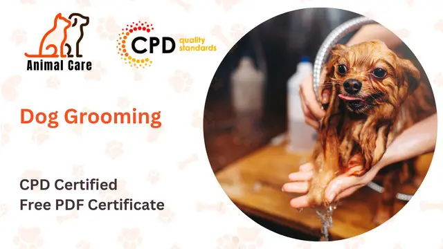 Dog Cleaning and Grooming Training - CPD Accredited